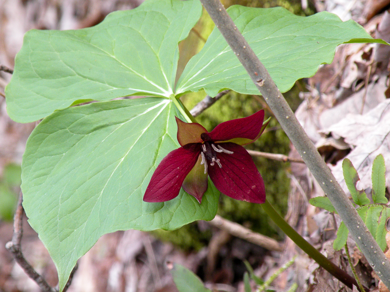 Purple Trillium